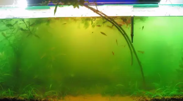 Un aquarium avec une eau verte et trouble, des plantes aquatiques et de petits poissons.