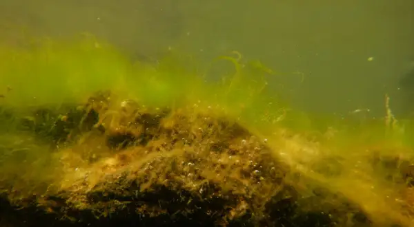 Sous l'eau, des algues microscopiques forment un tapis verdâtre sur un fond sombre, avec de fines bulles d'air.