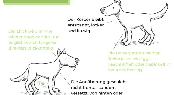 Ein Hund bleibt stehen, wenn er andere Hunde sieht. Sein Körper ist entspannt, Blickkontakt wird vermieden. Annäherung erfolgt seitlich oder im Bogen.