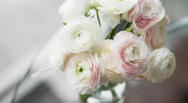 A bouquet of delicate white and pale pink ranunculus flowers. While beautiful, are ranunculus poisonous to cats?