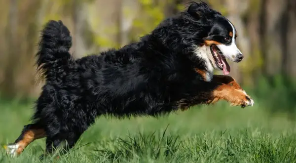 Ein Berner Sennenhund hat einen riesigen **Zoomies hund**-Moment und springt über das grüne Gras, die Zunge hängt heraus.
