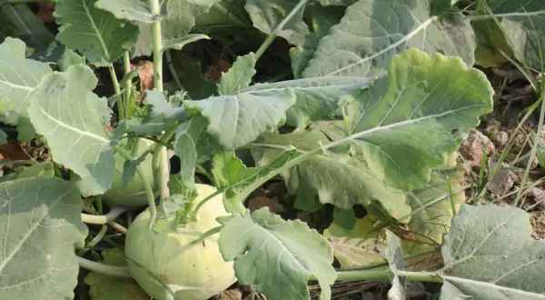 Nahaufnahme von zwei hellgrünen Kohlrabi-Pflanzen, die im Boden wachsen, umgeben von großen, grünen Blättern.