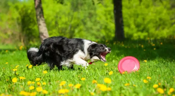 Energiczny border collie goni frisbee na łące pełnej mniszków. Właściwe szkolenie to klucz, jak wytresować border collie do takich zabaw.
