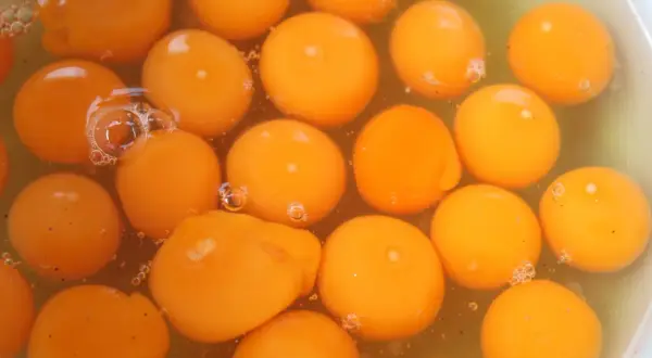 Viele leuchtend orange Eigelbe schwimmen in einer Flüssigkeit. Sie sind ein natürlicher Lieferant von Nährstoffen, aber auch von wachteleier cholesterin.