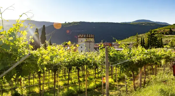 Vigneti rigogliosi illuminati dal sole, con un borgo e una torre medievale sullo sfondo. Un luogo incantevole per scoprire cosa vedere a Fumane.
