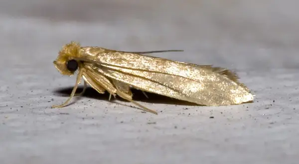 Un petit papillon doré, peut-être une mite. Comment savoir si on a des mites ? Cherchez des signes de dommages sur les textiles.
