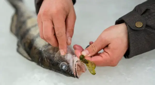 Wędkarz przygotowuje przynętę drop shot, zakładając gumę na haczyk przy świeżo złowionym sandaczu.