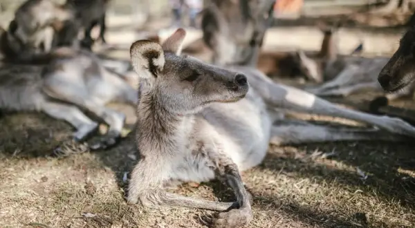 Un canguro descansa en la hierba, mostrando sus expresiones australianas. Otros canguros están relajados a su alrededor.