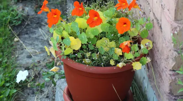 Grosse Kapuzinerkresse in einem braunen Topf, leuchtend orange Blüten und grüne Blätter, neben einer Ziegelwand.