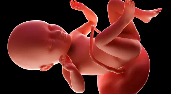 Płód w 34 tygodniu ciąży, z uwagą na jego rozwinięte dłonie i stopy, przygotowuje się do przyjścia na świat.