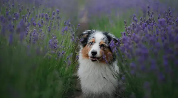 Ein Australian Shepherd mit blauen Augen sitzt in einem Lavendelfeld. Die durchschnittliche australian shepherd lebenserwartung liegt bei 12-15 Jahren.