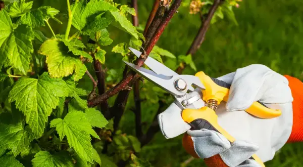 Jak przycinać porzeczki? Sekret obfitych plonów i zdrowych krzewów