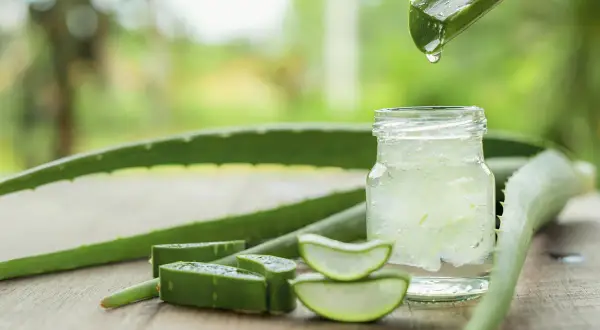 Frisches Aloe Vera Gel tropft aus einem Blatt in ein Glas. Ideal für die Hautpflege.