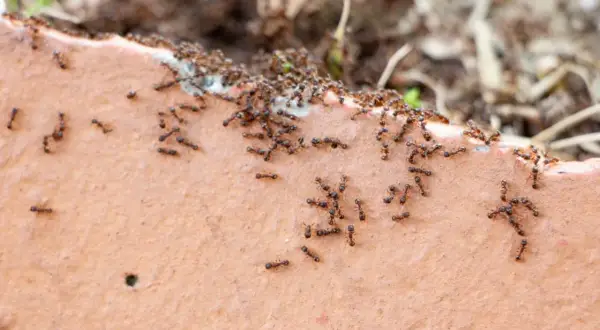 Mrówki maszerują po cegle. Ziemia okrzemkowa na co? Może na mrówki, bo są wszędzie!