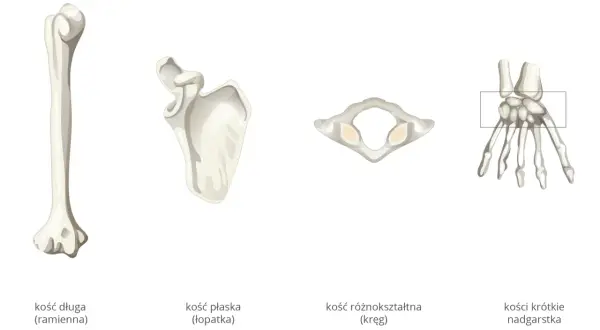 Różne rodzaje kości: długa (ramienna), płaska (łopatka), różnokształtna (kręg) i krótkie (nadgarstka).