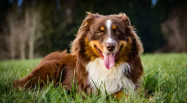 Ein glücklicher, brauner Australian Shepherd liegt im Gras, die Zunge hängt heraus.