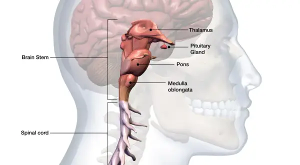 Anatomical illustration of the human brainstem, pons, medulla oblongata, pituitary gland, thalamus, and spinal cord.