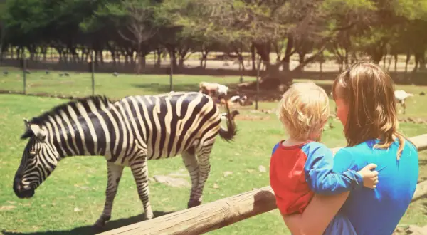 Mama z dzieckiem podziwia zebrę na zoo safari w Świerkocinie.
