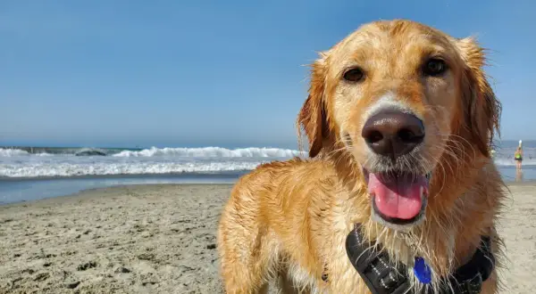 Szczęśliwy golden retriever po kąpieli w morzu. Idealne wakacje z psem nad morzem!