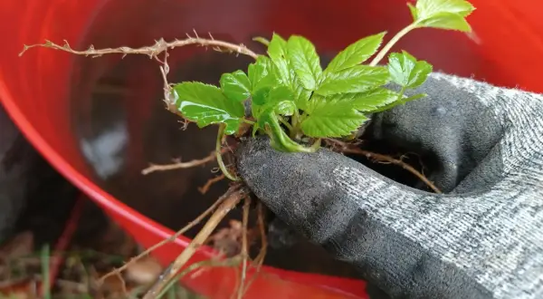 Ręka w rękawicy trzyma świeżo wyrwany podagrycznik z korzeniami. W tle czerwone wiadro z wodą, być może do przygotowania gnojówki z podagrycznika.