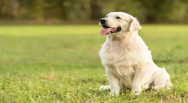 Jak umiera golden retriever i jak zadbać o jego zdrowie?