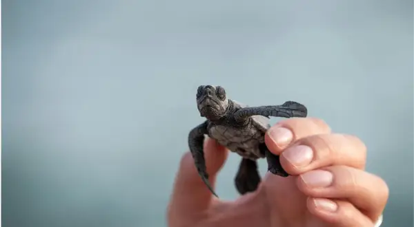 Mały żółwik w dłoni na tle błękitnego nieba.