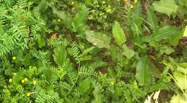 Prairie envahie par le rumex et d'autres mauvaises herbes. Des petites fleurs jaunes parsèment la végétation.