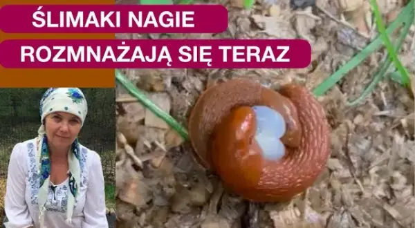 Winniczki: Jak się rozmnażają? Od hermafrodytyzmu po jaja