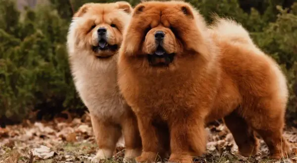 Chow Chow: Ile kosztuje? Pełne koszty zakupu i utrzymania psa