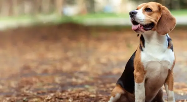 Wesoły beagle siedzi na jesiennych liściach, zastanawiając się, ile żyją beagle.