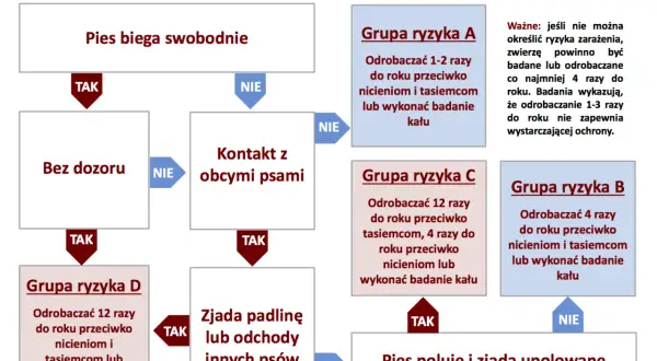Schemat odrobaczania psów. Określa częstotliwość odrobaczania w zależności od stylu życia psa: swobodne bieganie, kontakt z innymi psami, zjadanie padliny lub polowanie.