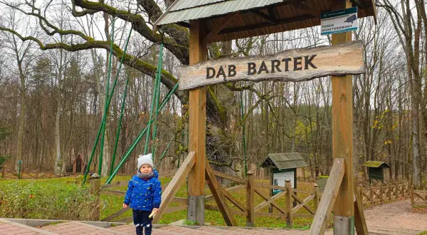 Małe dziecko w niebieskiej kurtce stoi przy wejściu na teren, gdzie znajduje się Dąb Bartek.