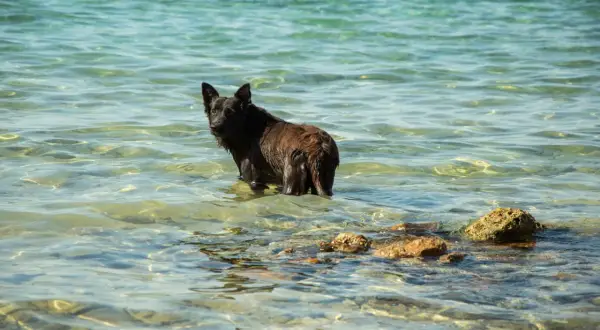 Svart hund i grunt, klart vatten. Kanske en vattensvans behandling för en hund som älskar att bada.