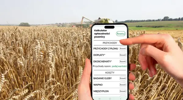Kalkulator opłacalności pszenicy na smartfonie, na tle dojrzewającego pola. Aplikacja pomaga oszacować, ile ślimaków z hektara można uzyskać.