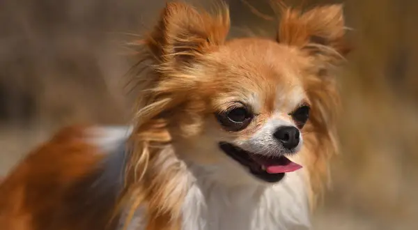 Uroczy, rudy chihuahua, najmniejszy pies na świecie, z wystawionym języczkiem.