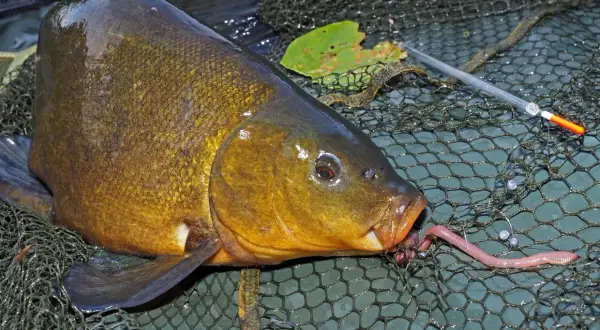 Schleien-Montage: Ein Fisch hat einen Wurm im Maul, liegt im Kescher. Ein Schwimmer liegt daneben.