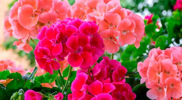 En bukett av engelsk pelargon i nyanser av rosa och cerise. Blommorna är samlade i täta klasar mot gröna blad.