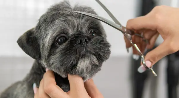 Shih tzu z krótkimi fryzurami, groomer delikatnie przycina sierść na głowie.