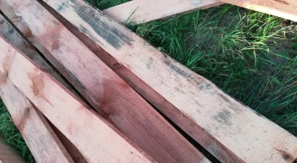 Deski leżą na trawie. Widać na nich przebarwienia, charakterystyczne dla sinizny drewna, świadczące o jego wilgotności.