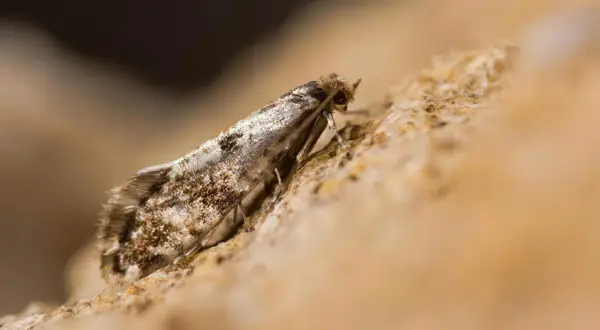 Un petit papillon aux ailes tachetées, possible larve de mite alimentaire, se repose sur une surface rocheuse.