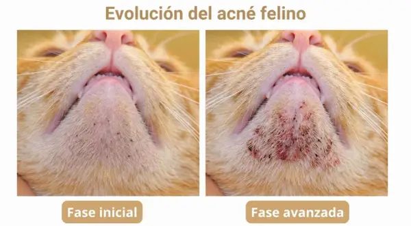 Evolución del acné felino: fase inicial con puntos negros y fase avanzada con inflamación y costras. Busca un tratamiento casero para el acné felino.