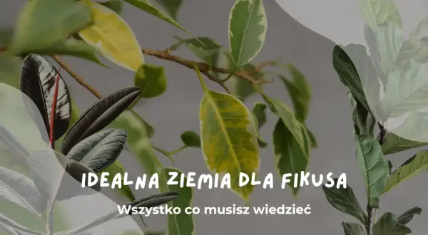 Idealna ziemia do fikusa to klucz do jego zdrowego wzrostu. Dowiedz się, jak zapewnić mu najlepsze warunki.