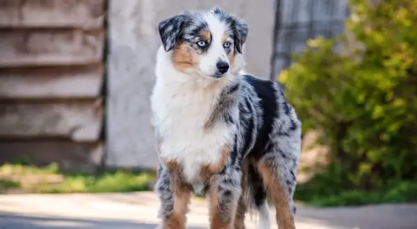 Ein wunderschöner Australian Shepherd mit blauen Augen, ein zukünftiger Therapiehund, steht auf einem Weg.