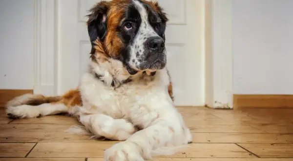 Ein großer Bernhardiner Australian Shepherd Mix liegt entspannt auf dem Holzboden.