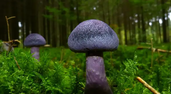 Fioletowe grzyby: Halucynogenne czy śmiertelnie trujące?