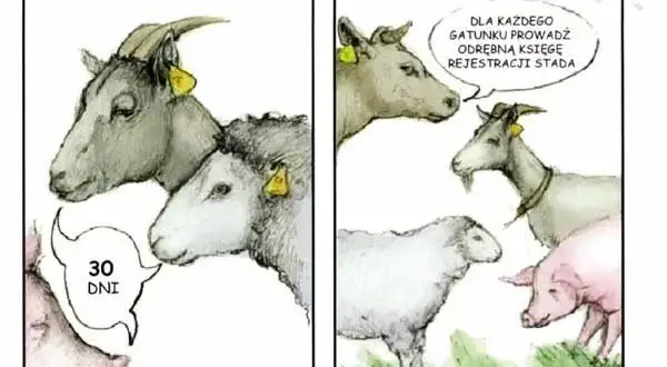 Tłumaczyć jak krowie na granicy: Znaczenie i sekrety użycia