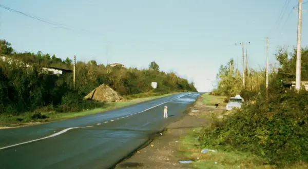 Samotna droga wewnętrzna wije się wśród zieleni. Na poboczu stoi jasny pies, a w oddali widać samochód i czarnego psa.
