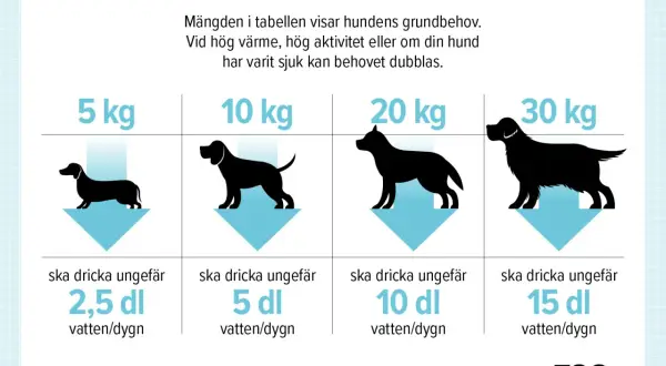 Tabell visar hur mycket ska en hund dricka per dygn baserat på vikt. En hund på 5 kg behöver ca 2,5 dl, 10 kg ca 5 dl, 20 kg ca 10 dl och 30 kg ca 15 dl.