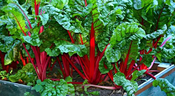 Leuchtend rote Stiele und grüne Blätter des Mangolds wachsen dicht beieinander. Sie sind gute Nachbarn im Gemüsebeet und gedeihen prächtig.