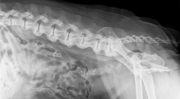 RTG kręgosłupa psa z widocznymi zmianami zwyrodnieniowymi, wskazującymi na spondylozę. Widoczne zrosty międzykręgowe.